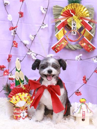 20230114ちょこくん